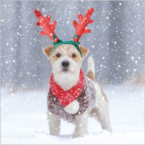 Wholesale Christmas Cards Bumper Box Dogs In The Snow from Harrisons Direct