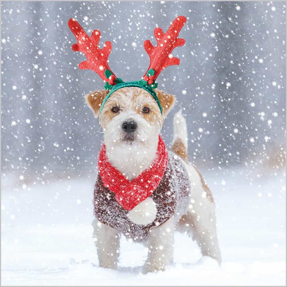 Wholesale Christmas Cards Bumper Box Dogs In The Snow from Harrisons Direct